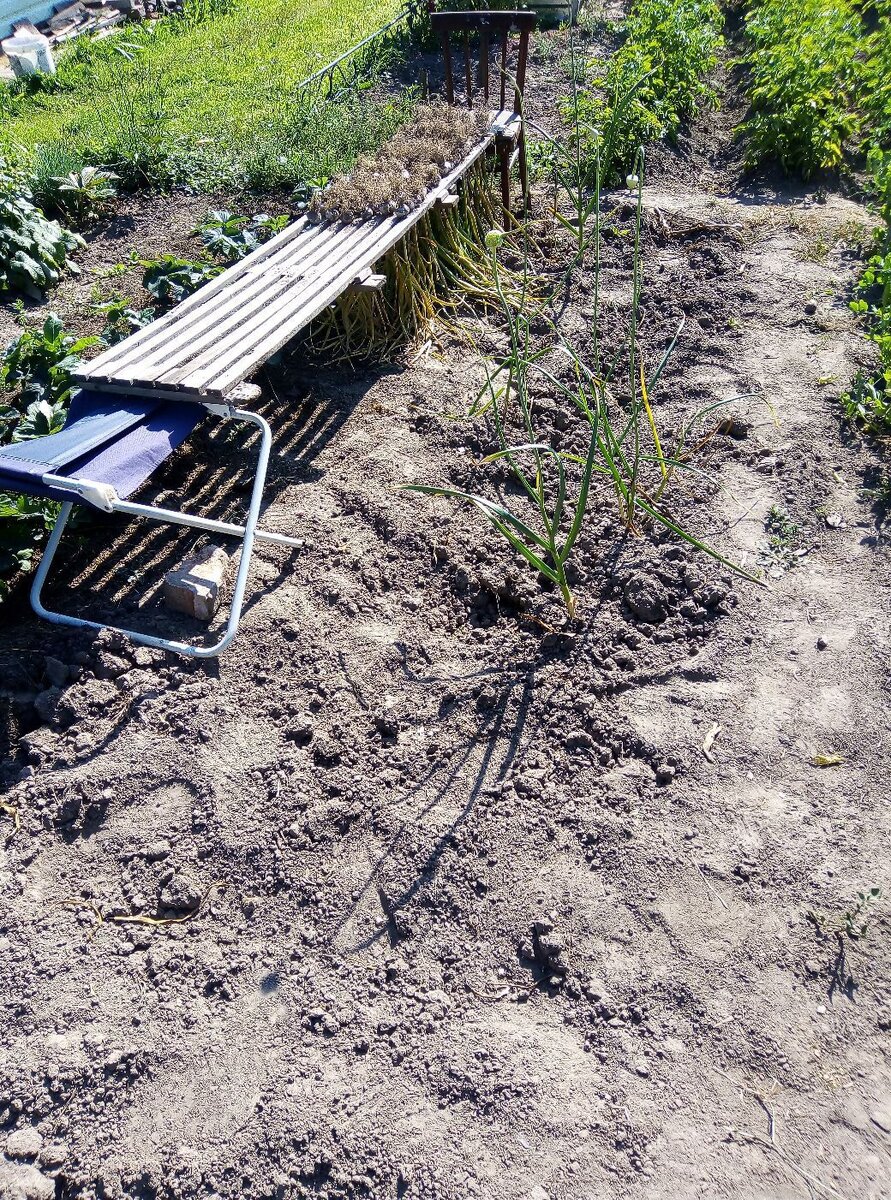 Сушка чеснока после уборки. Фото из личного архива