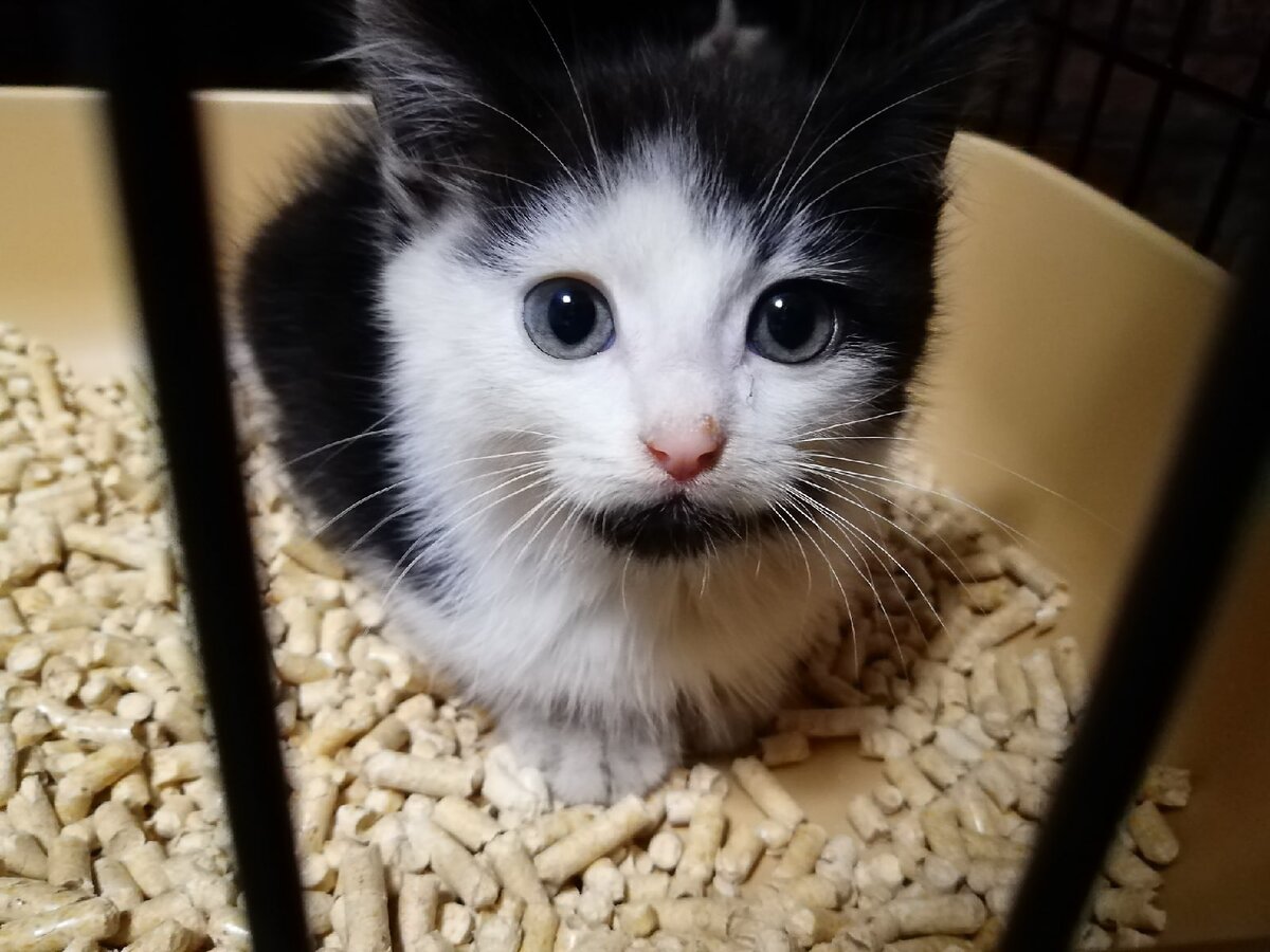 Котенок спасен