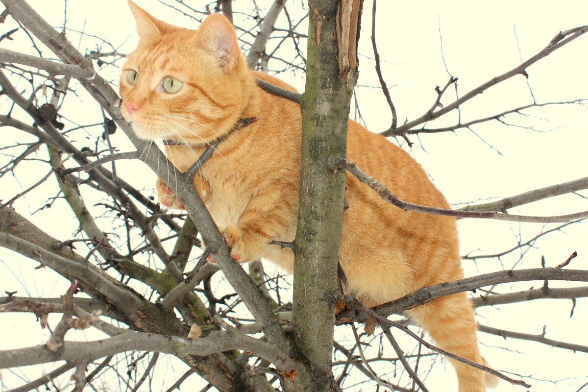 Иннокентий на берёзе.