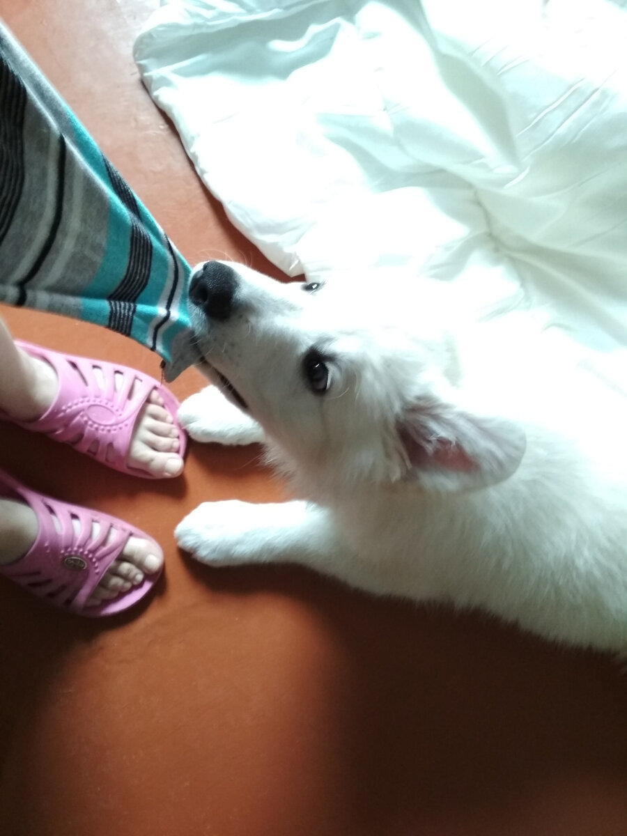 Маленькая овчарка-хулиган. Фото автора.