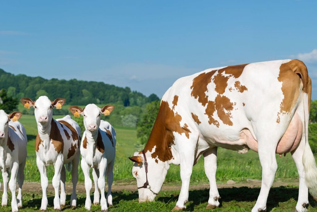 Монбельярдская порода коров (монбельярд) — порода крупного рогатого скота, выведенная во Франции. Данные особи относятся к элитному виду скота. Всего насчитывают около 1 млн.500 тыс.-2