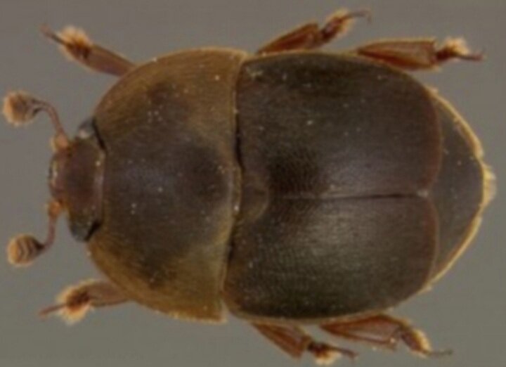 Малый улевой жук наносит большой вред  пчёлам 