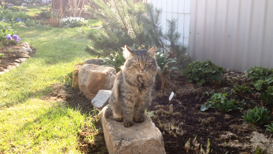 Васька кот думает уныло: «Ну долго мы еще будем тут гулять? Я вообще-то хочу домой... Поесть и отдохнуть».