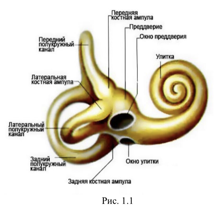 Улитка располагается в. Строение костного и перепончатого Лабиринта внутреннего уха. Внутреннее ухо костный Лабиринт. Полукружные каналы костного Лабиринта. Строение внутреннего уха человека анатомия.