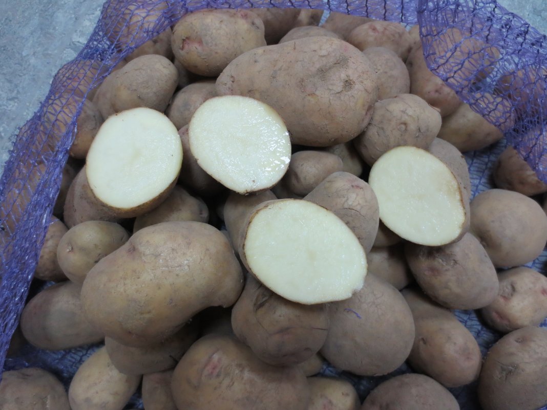 Сорт картофеля бернина характеристика отзывы. Картофель сорт красноглазка.