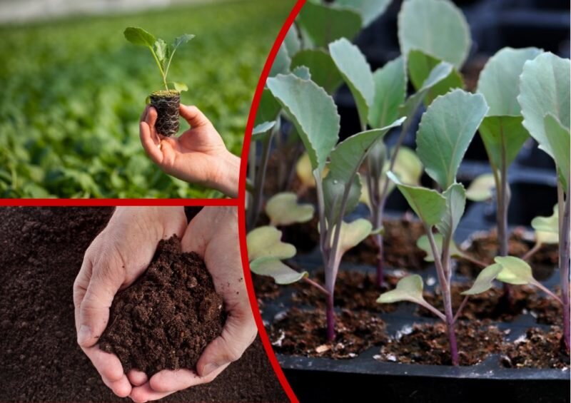 Рассада капусты