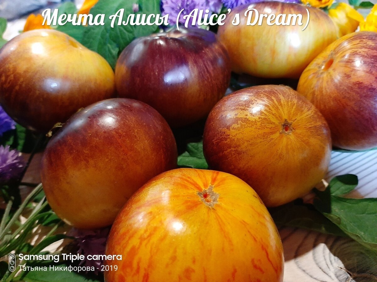 Томат мечта алисы. Томат мечта алисы (alice’s dream). Томат мечта алисы. Томат сорт мечта алисы отзывы. Сорт помидор мечта алисы.