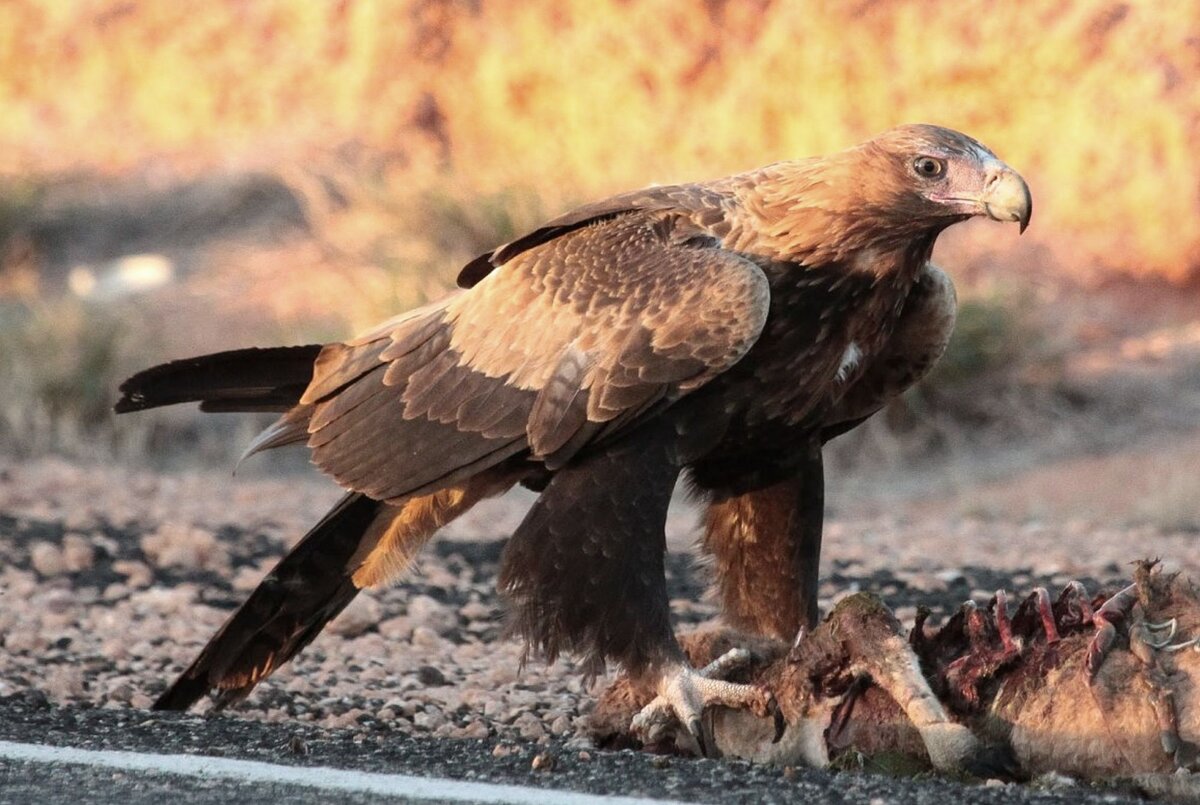 Свирепым нравом. Wedge tailed Eagle. Хвост Беркута. Клинохвостый орёл в Австралии полупустыни. Sun tailed.