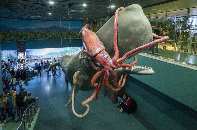 Кит кашалот и гигантский кальмар. Антарктический глубоководный кальмар. Осьминог кашалот. Гигантский кальмар архитеутис против кашалота. Головоногие моллюски гигантский кальмар.