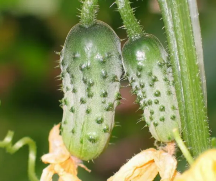 Фотография взята из источника yandex.ru