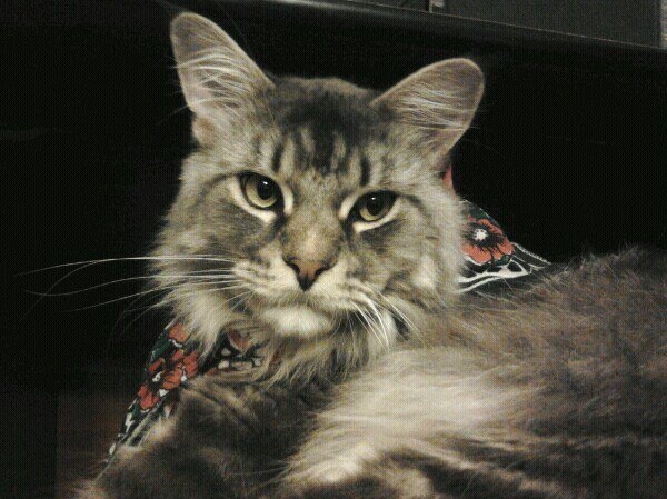 Усач Пунш в молодости