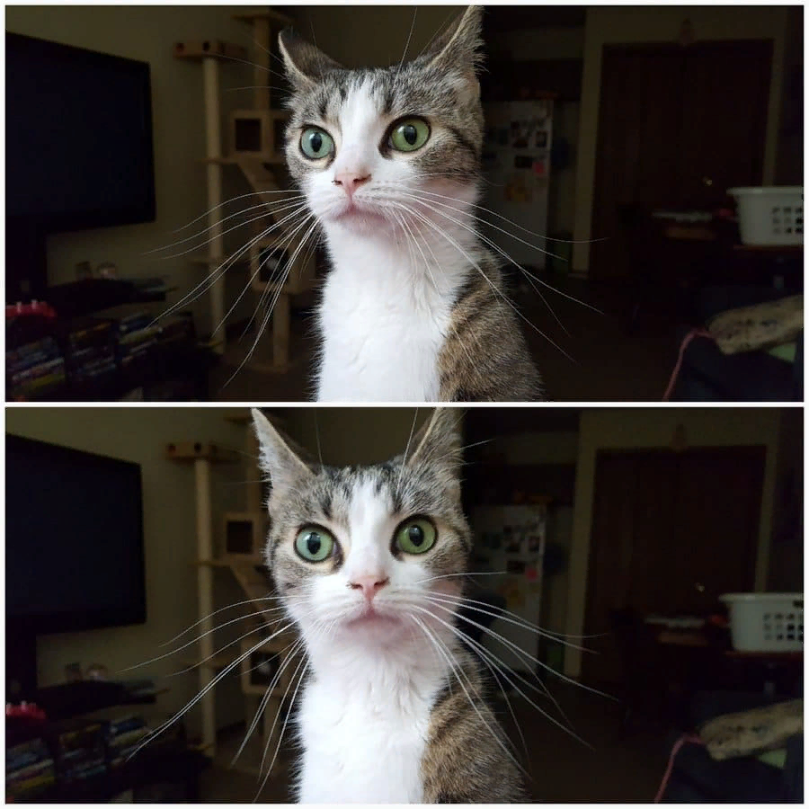 Котэ негодуэ! 