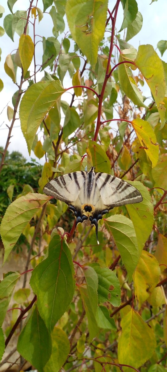 Фото автора. Бабочка 🦋 кайфует на дереве. 