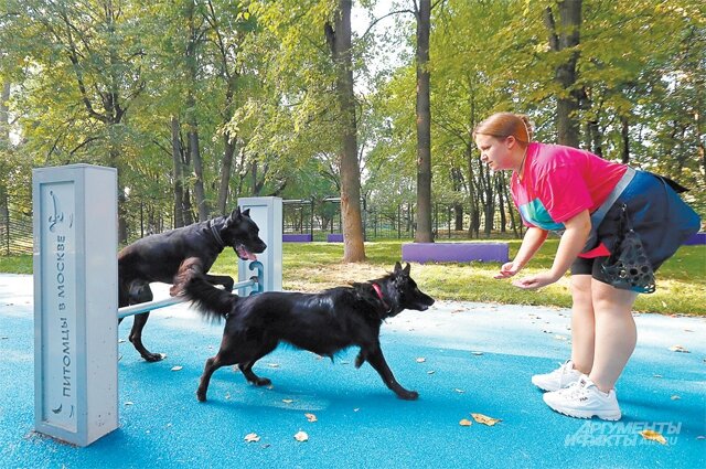    Зала и Итан с лёгкостью взяли барьер. Этот снаряд тренирует у собак ловкость и подвижность, помогает похудеть. Фото:  АиФ/ Игорь Харитонов