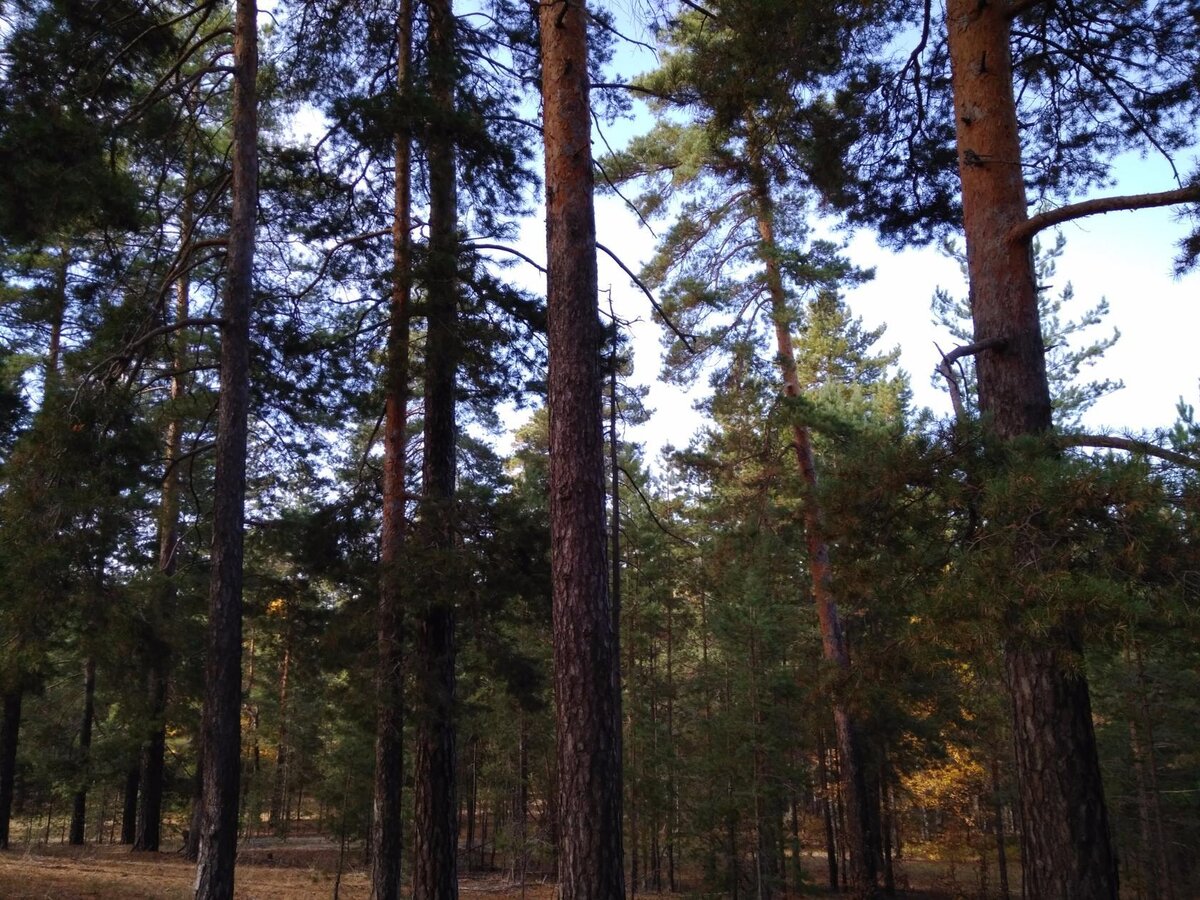 Карабулакская "тайга"