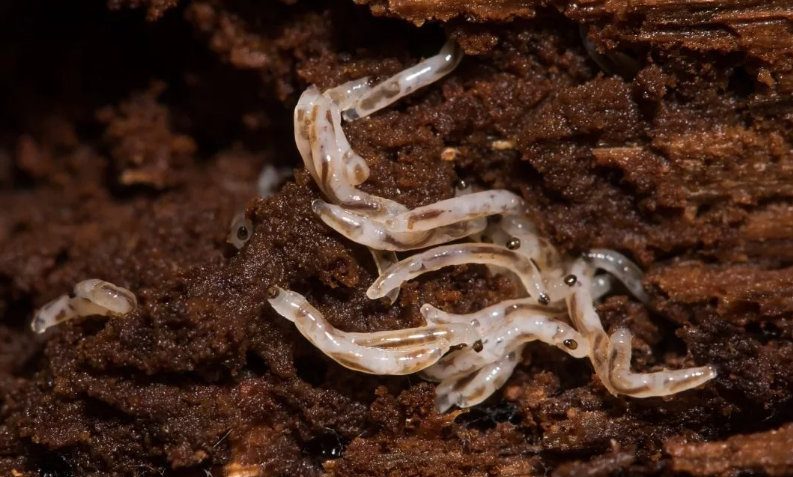 Данное фото взято из поисковой системы Яндекс. Личинки сциариды