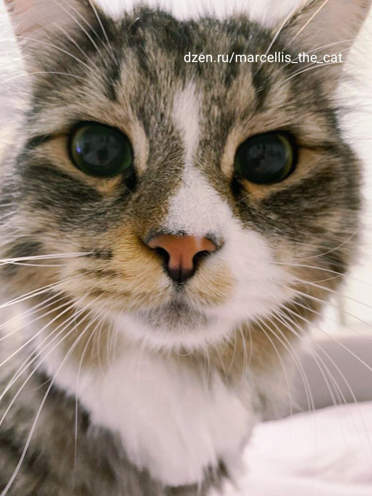 Знакомьтесь: кот Марчеллис