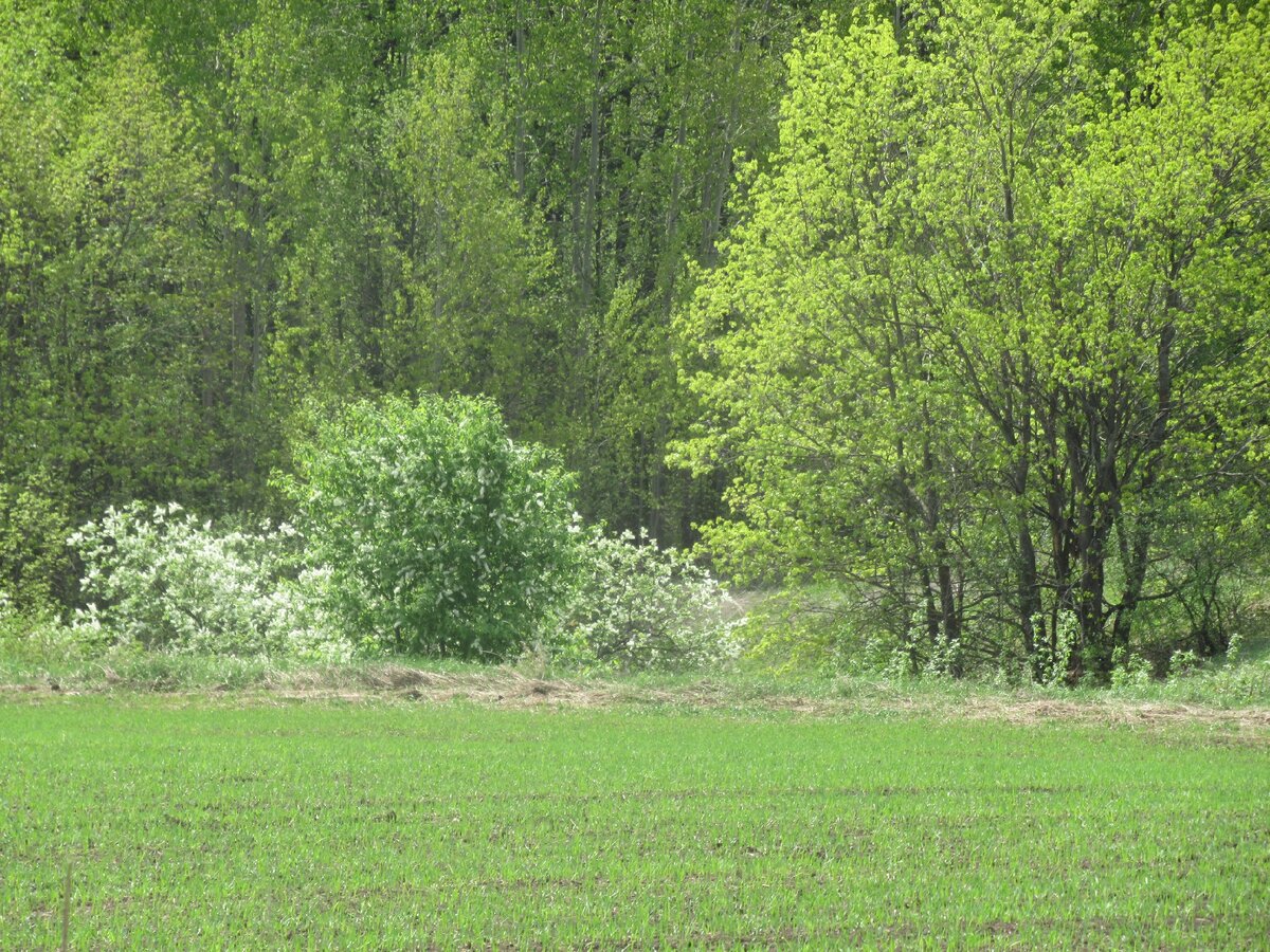 Весной и сами деревни и округа расцветают черемуховым цветом.