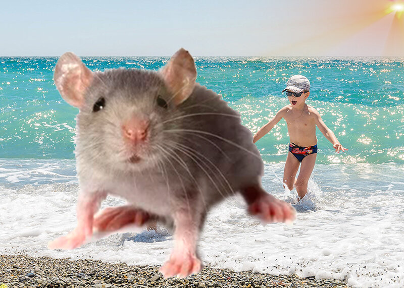 Солнце улучшает способность к обучению и памяти у мышей. 