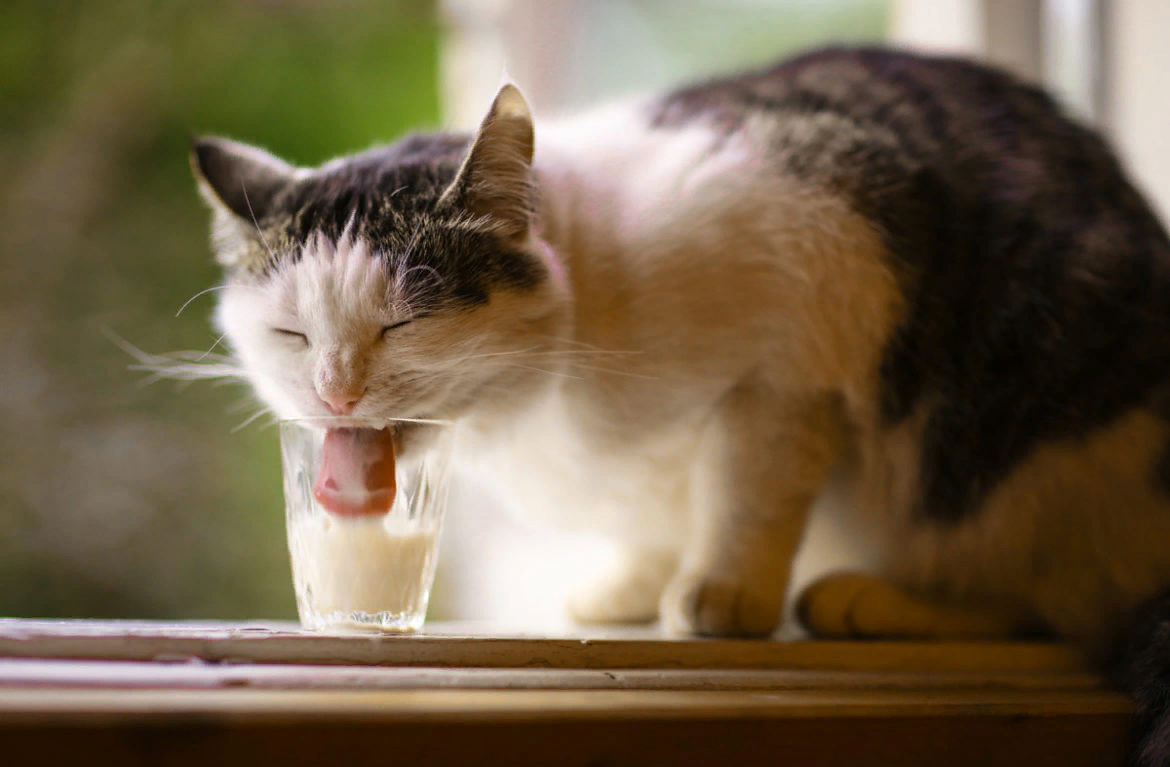 Почему любят молоко. Кот и молоко. Котенок лакает молоко. Кошка пьет молоко. Кошка пьет молочко.