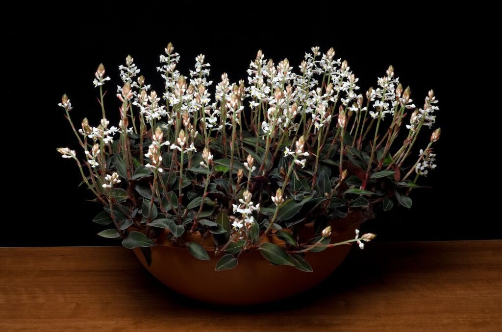 цветущая лудизия, фото из сети