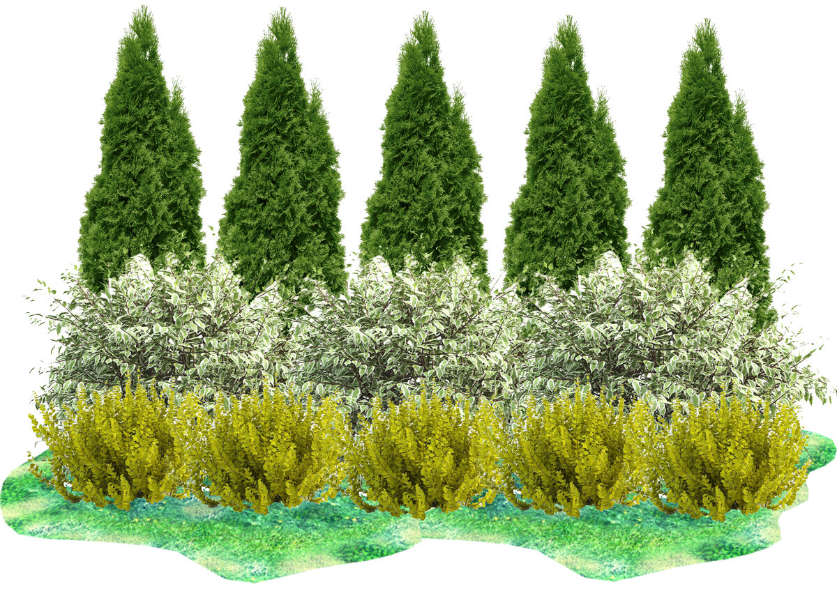Смарагд на расстоянии друг от друга. Туя Смарагд. Туя Западная Смарагд. Туя Западная Смарагд изгородь. Туя Смарагд можжевельник.