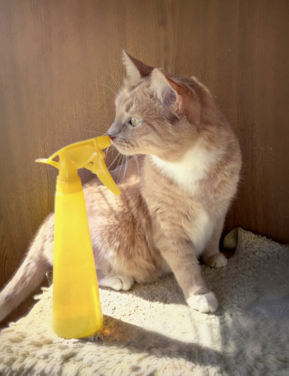 Кот Тиша не боится пульверизатора, потому что его не наказывают водой.