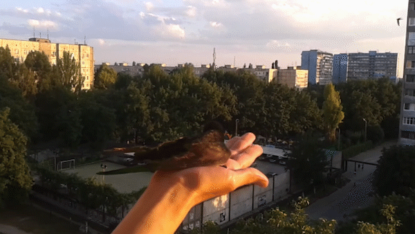 Как правильно отпускать стрижа.