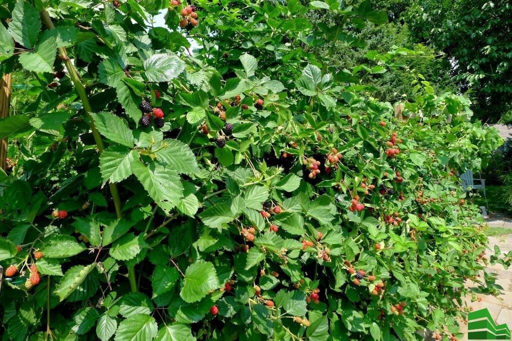 Изгородь из ежевики