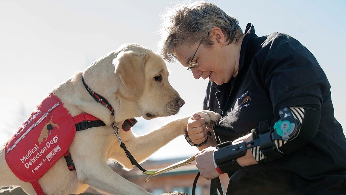 Канистерапия лабрадор ретривер. Собак которые помогают людям. Канистерапия для детей. Собака помогает человеку. Собака помогает инвалиду.