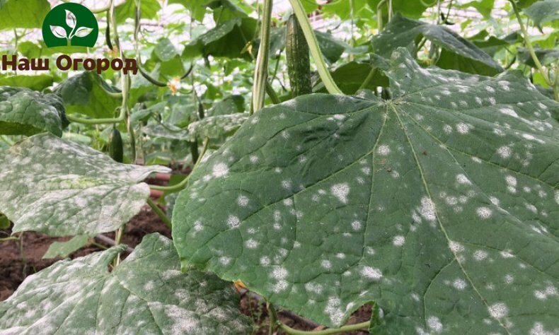 Избавиться от ряда болезней и даже вредителей поможет этот биологический метод.