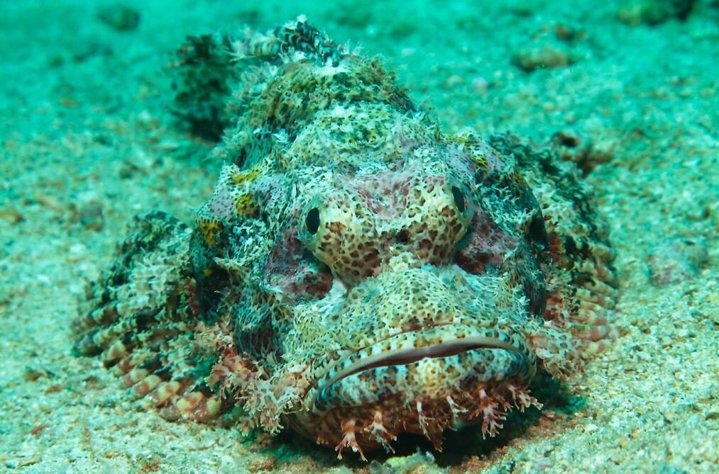Черное море обитатели моря. Черноморская скорпена-ёрш. Рыба скорпена Черноморская. Скорпена рыба черного моря. Морской Ерш в черном море.