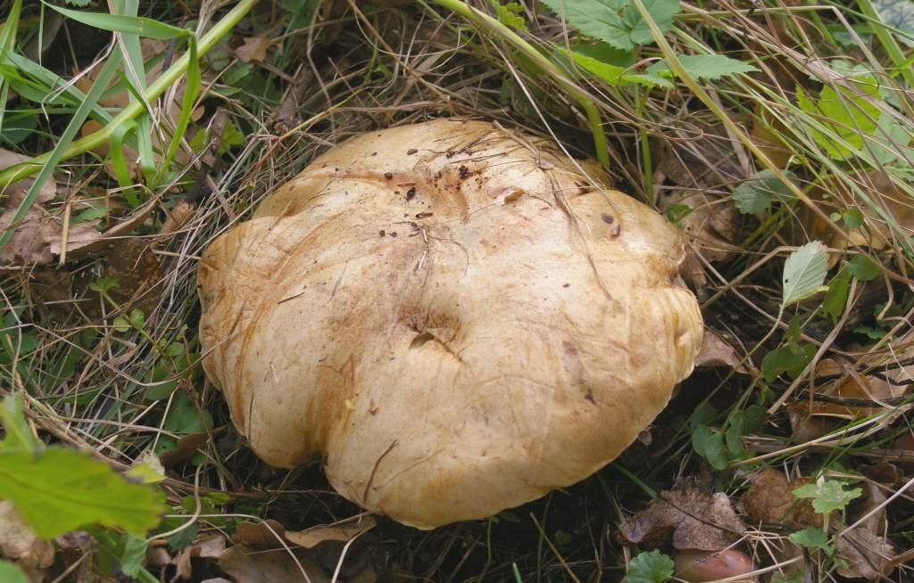 Зрелый экземпляр; похож на белый, особенно в таком ракурсе, и стати подобают, но что-то в нем не так... (фото И.Лебединского)