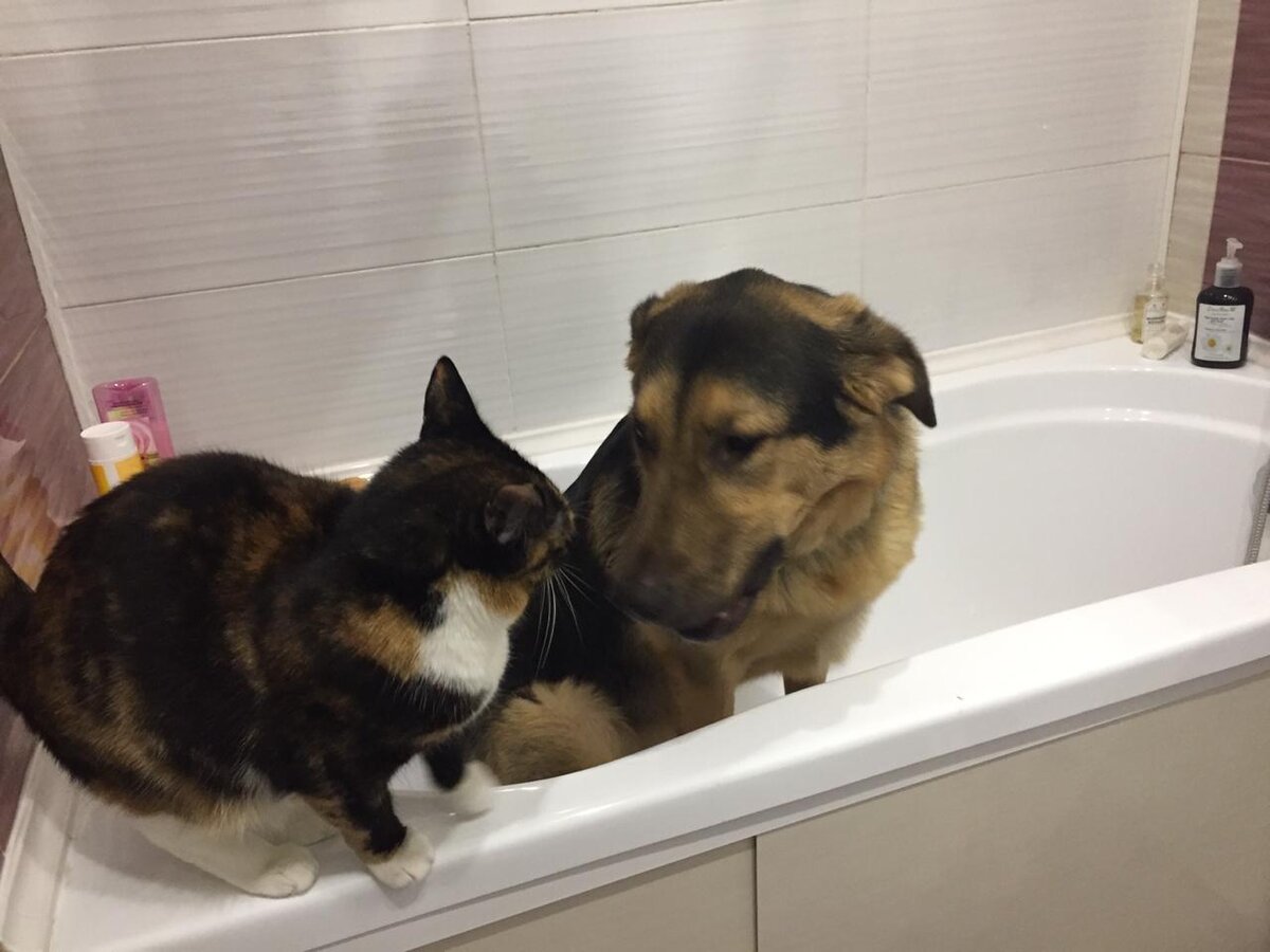 На фото собака из Банды Дворян Робин и кошка