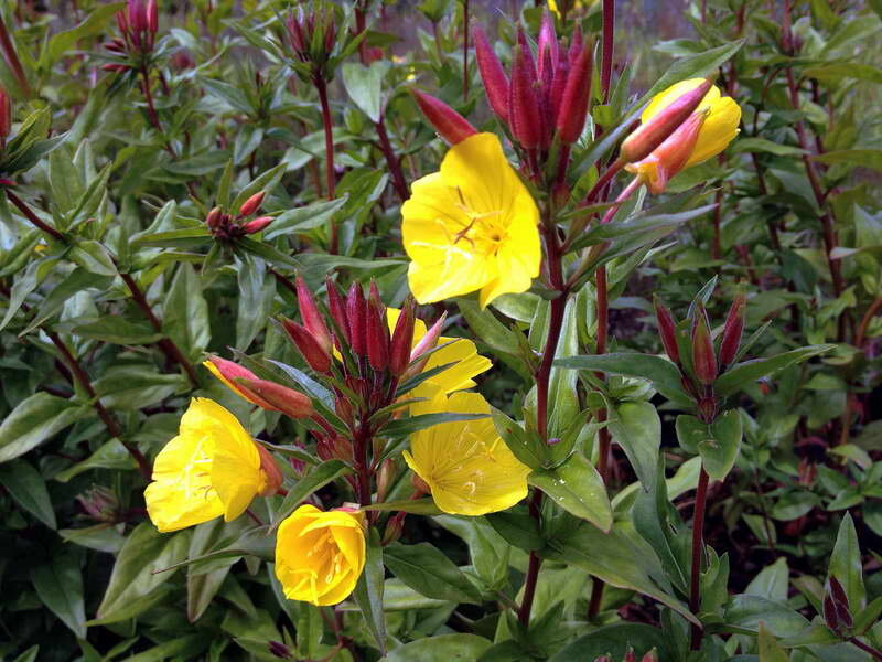 Энотера кустарниковая Oenothera fruticosa сорт ‘Fireworks’