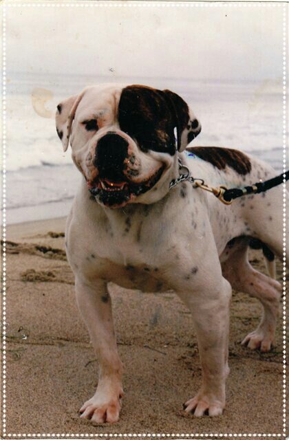 Знаменитый Реванш. Служит в американской полиции.