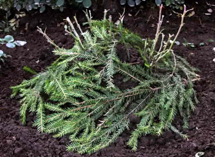 фото из интернета