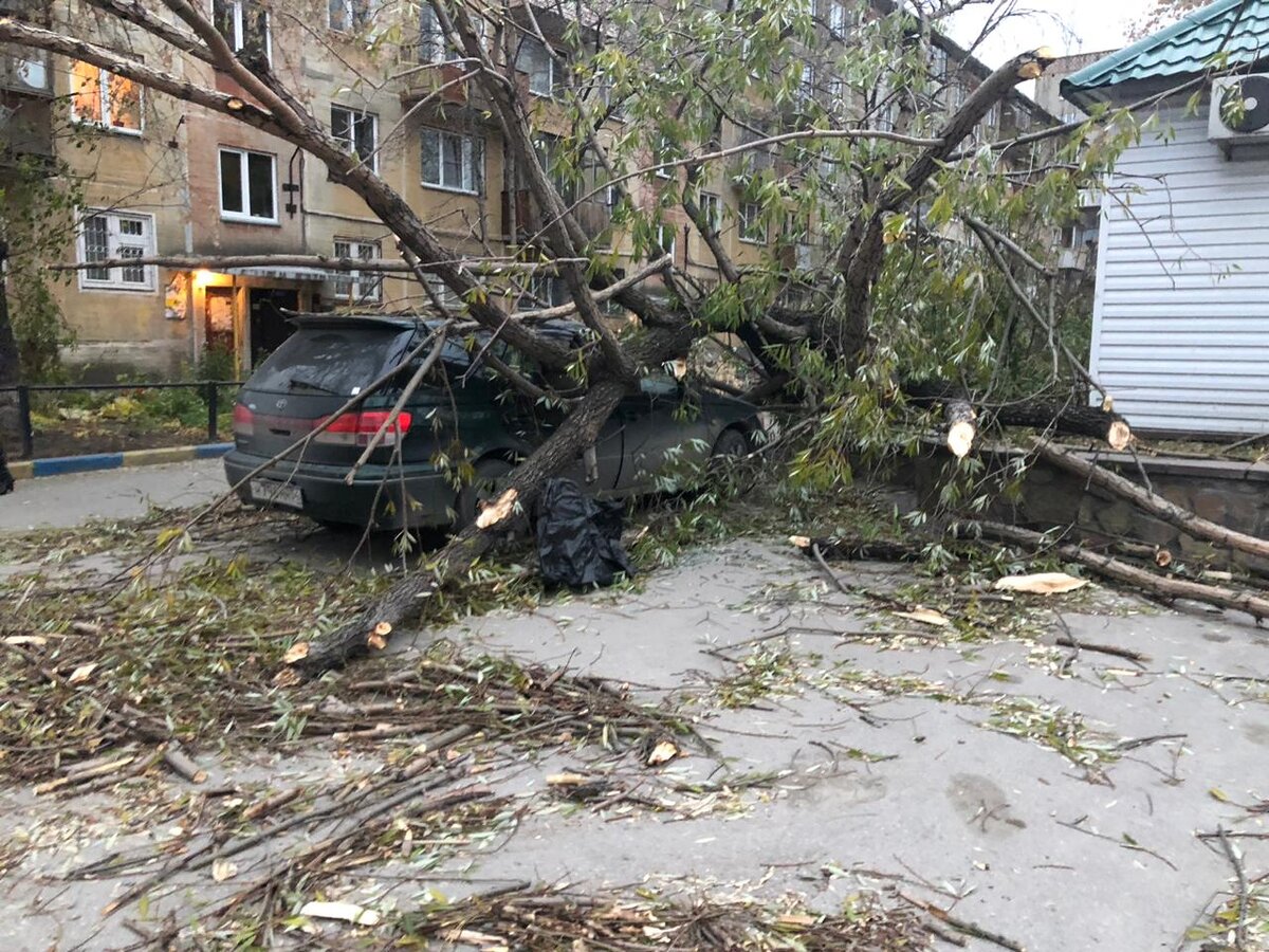 Дерево, шлагбаум, птицы. Какие повреждения авто не починят по страховке?