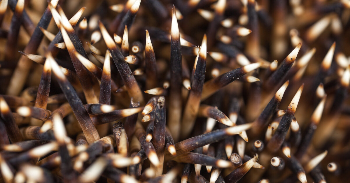 Увеличенные иголки ежа обыкновенного. Источник: Яндекс.Картинки