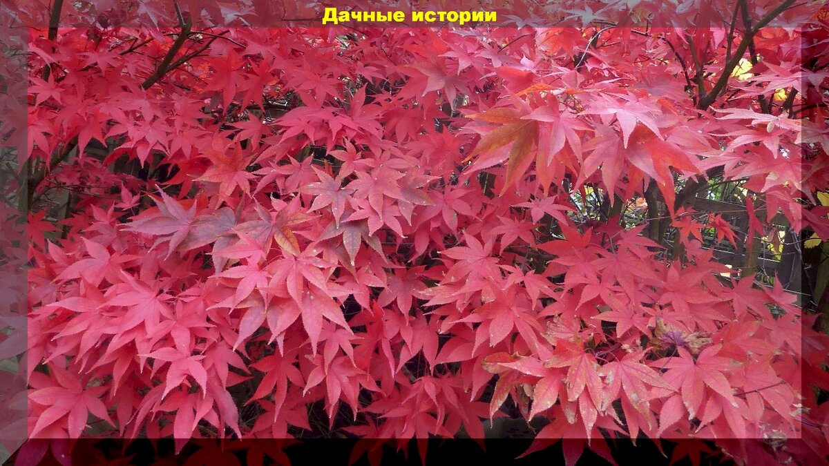 https://vk.com/photo-159774511_457242813. Фантастически красивы красные осенние листья клена японского (Acer japonicum).