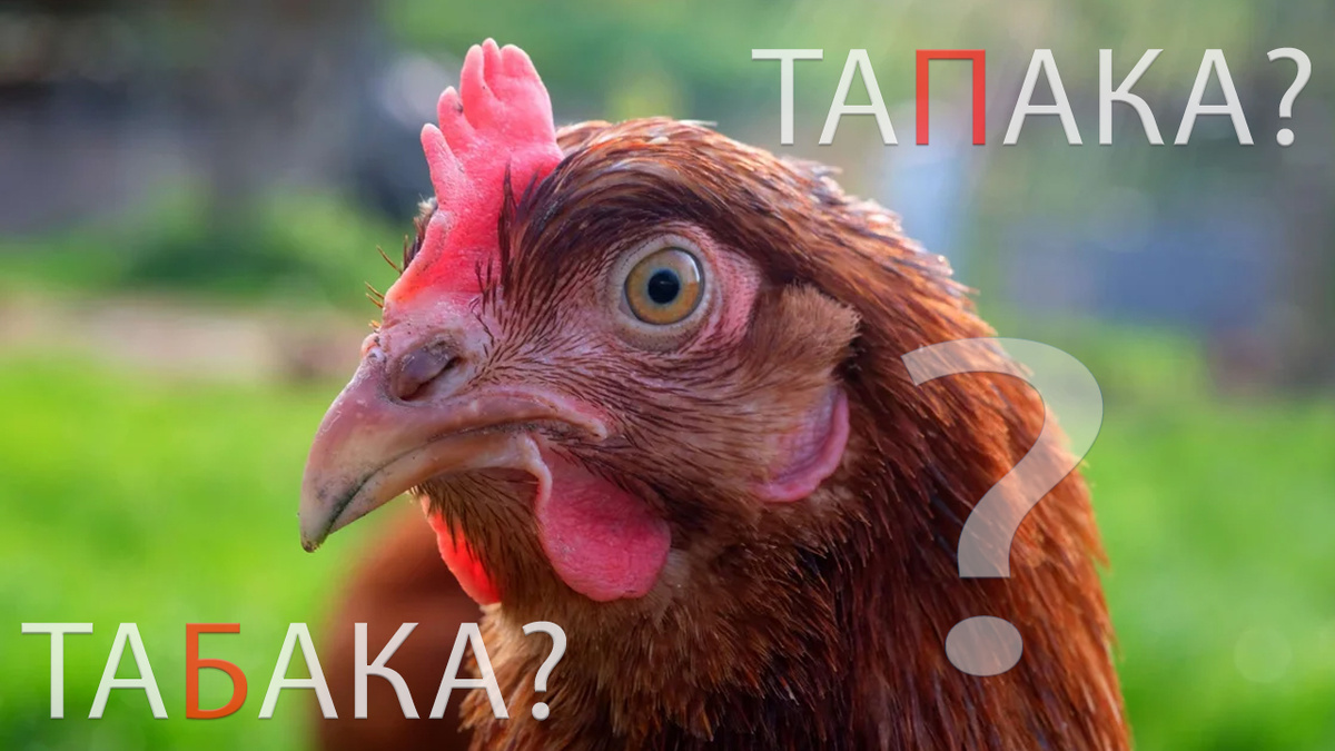 Как правильно называется цыплёнок?