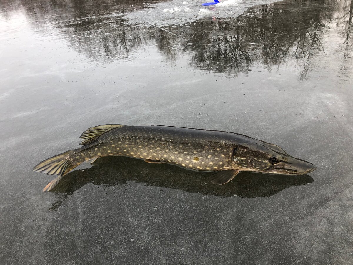 Будущие котлеты