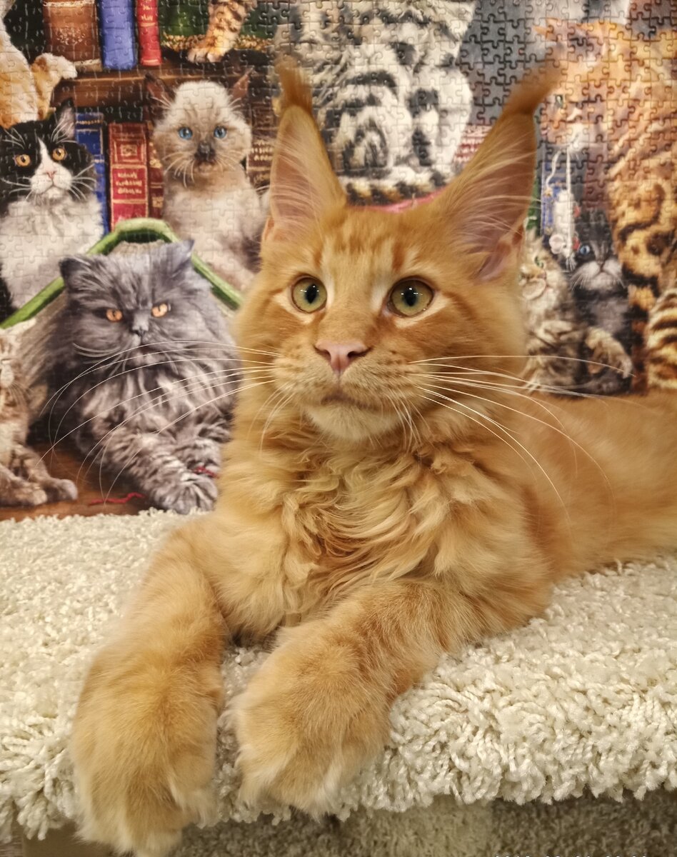 Начнем с того, что каждое животное индивидуально, его характер, привычки и манера поведения может существенно отличаться от его сородичей даже с одного помета. Однако присутствуют общие черты, характерные для кошек этой породы.