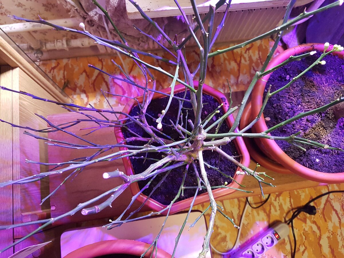 Лимон сорта Мейера.