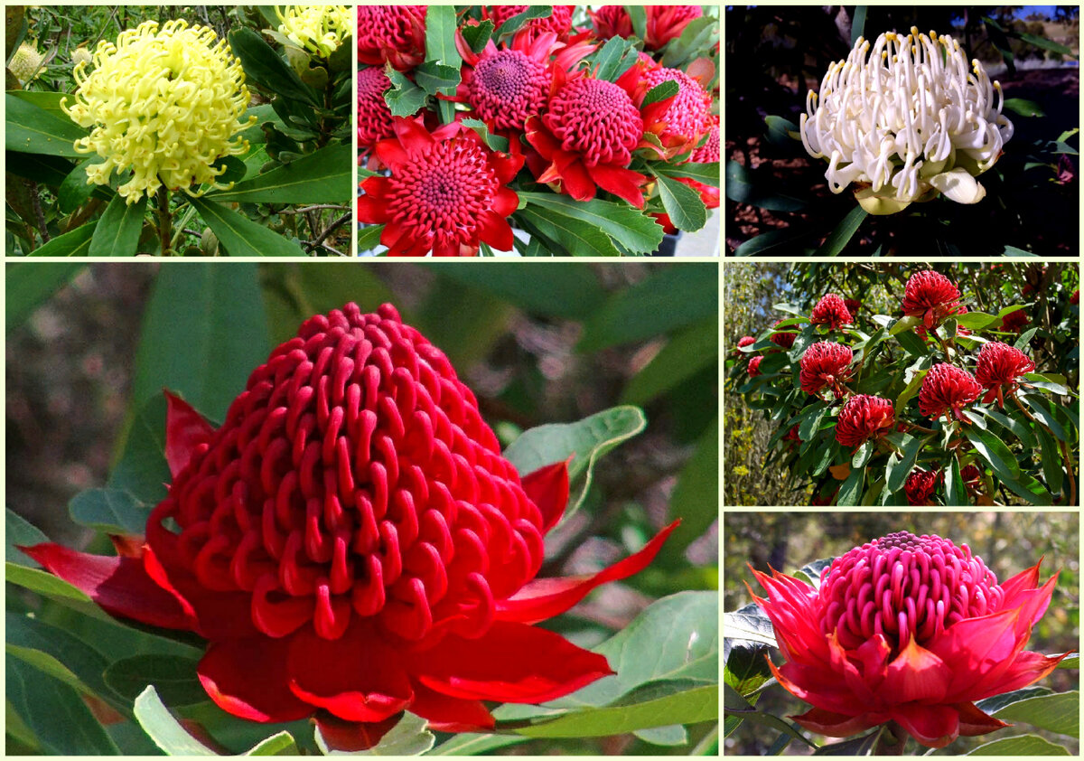 5 Самых необычных цветущих растений родом из Австралии, которые очень хотелось бы заиметь в своем саду