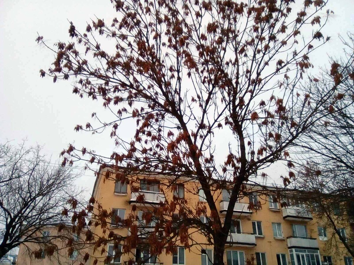 Просто красивое дерево на фоне хмурого неба