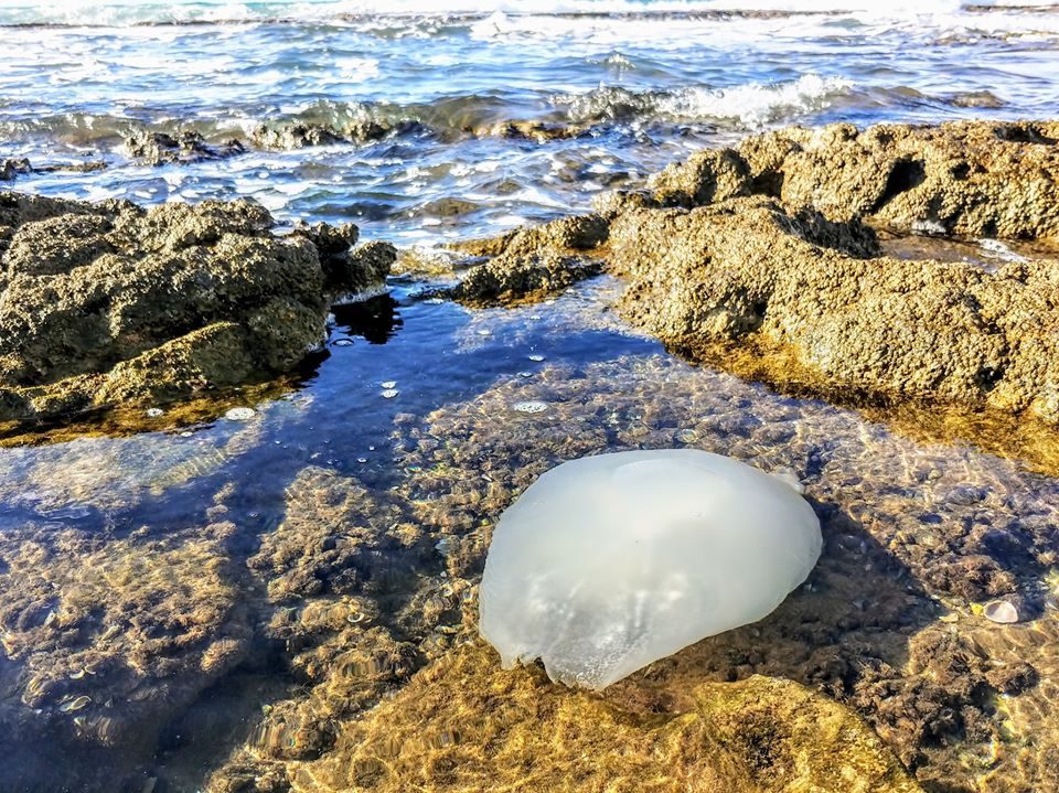 Средиземное море и январское нашествие медуз