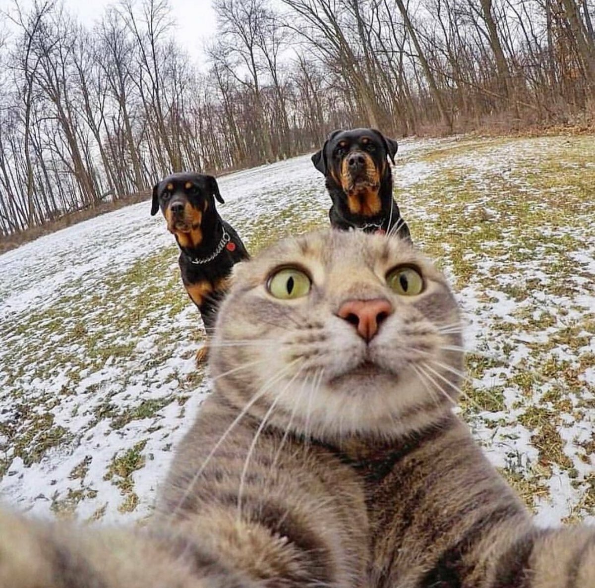 фото взято из яндекс -картинки