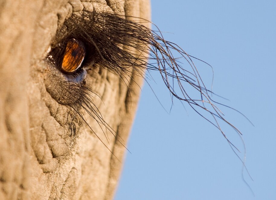 Ресницы слона (источник https://sm-news.ru/wp-content/uploads/2020/02/07/8e9a3a5ab77b90d1c347299777207f53_original.jpg)