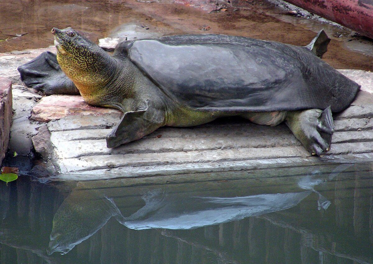 Черепаха редкие виды. Китайский трионикс черепаха. Гигантская мягкотелая черепаха реки Янцзы. Мягкотелая черепаха трионикс. Рафетус свайно черепаха.